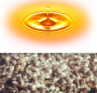 Cottonseed oil processing machine