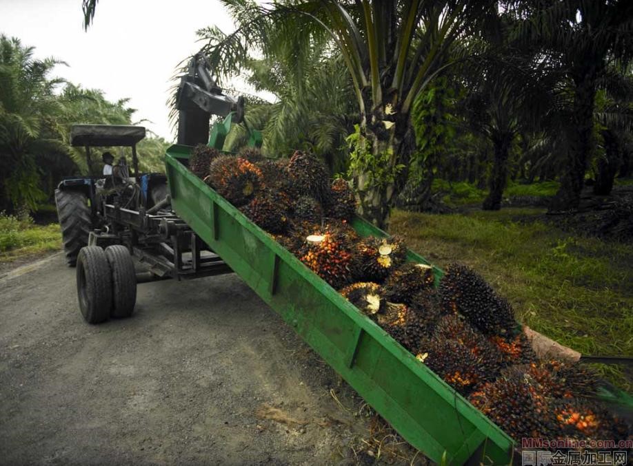 Palm oil extraction production line