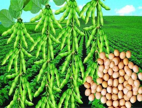 Soybean oil extraction production line